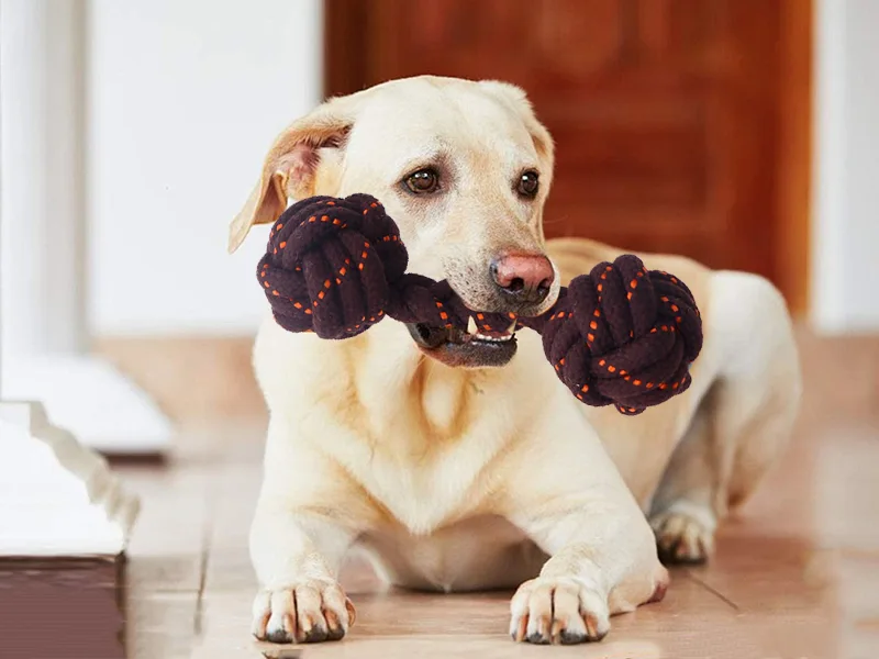 Cara memilih mainan kunyah anjing？