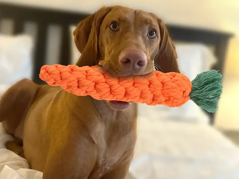 Jenis Mainan Kunyah Anjing
